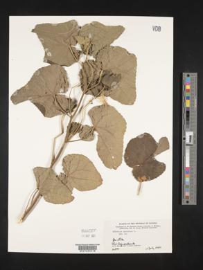 Hibiscus sororius image