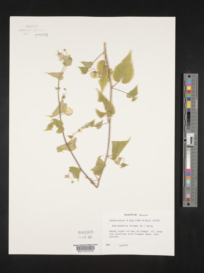 Gayoides image