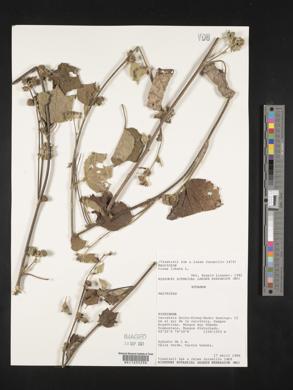 Urena lobata image