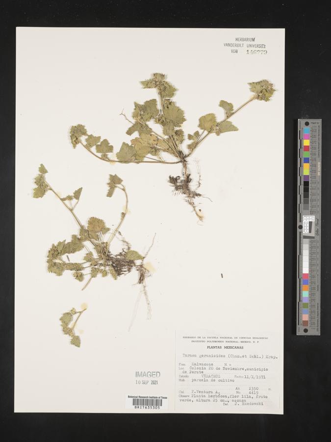 Tarasa geranioides image