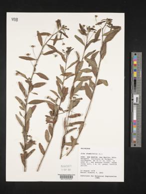 Sida rhombifolia image