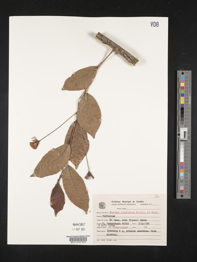 Pavonia calyculosa image