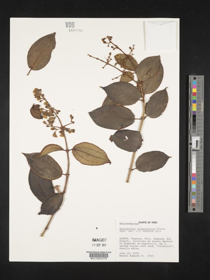 Adelobotrys rotundifolia image