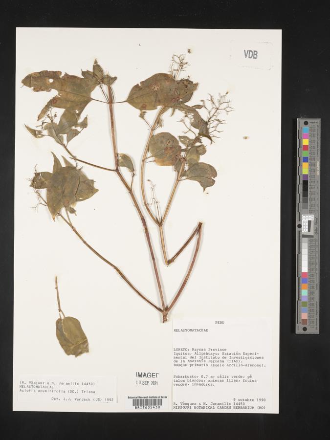 Aciotis acuminifolia image