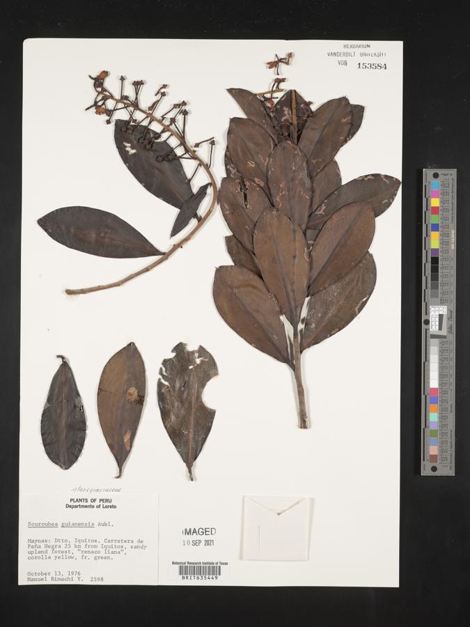 Souroubea guianensis image