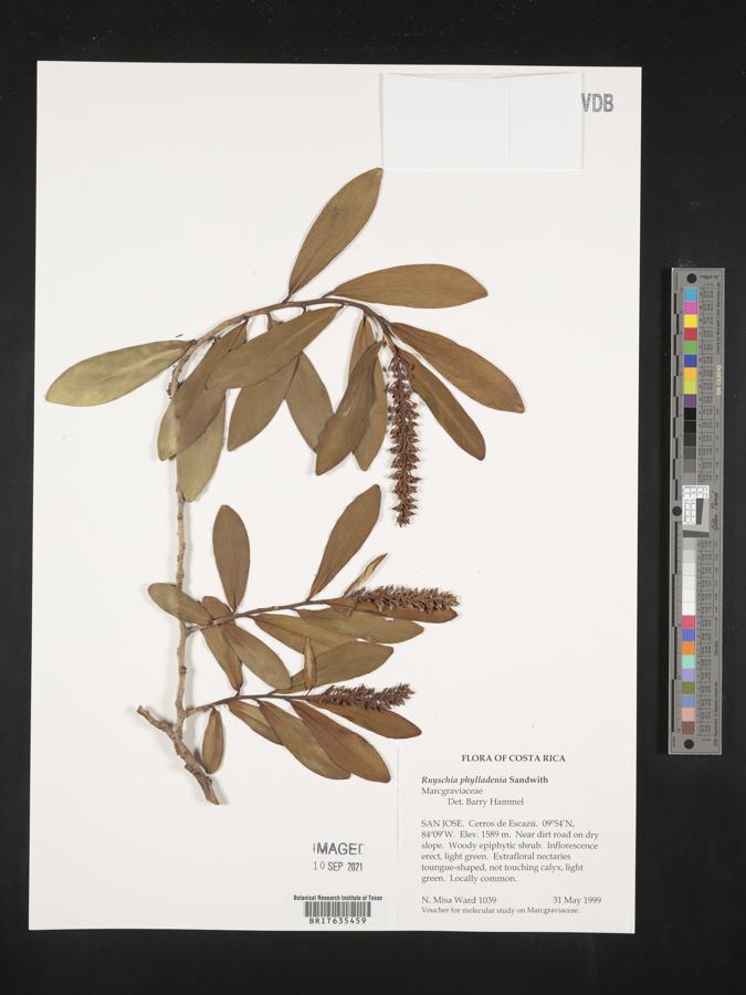 Ruyschia image