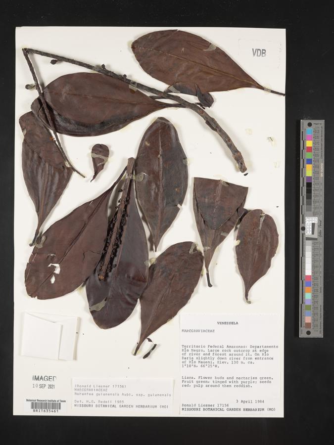 Norantea guianensis subsp. guianensis image