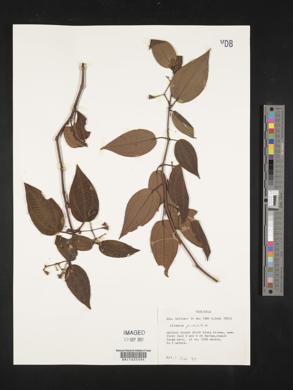 Media resource of Clidemia pustulata