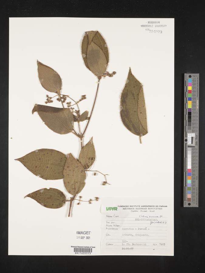 Clidemia biserrata image