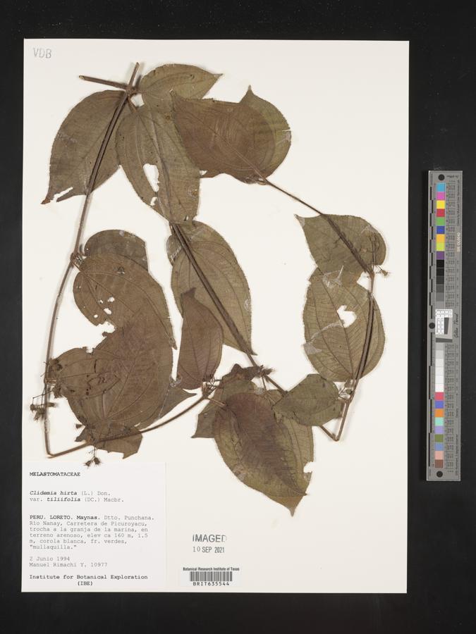 Clidemia hirta var. tiliifolia image