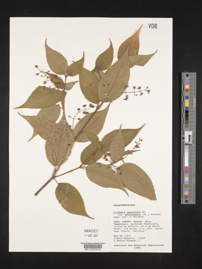 Clidemia japurensis image