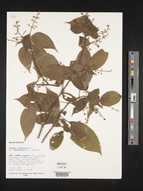 Clidemia japurensis image