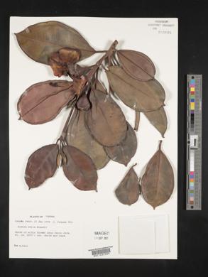 Blakea cuneata image