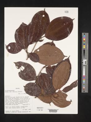 Blakea foliacea image