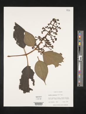 Leandra dichotoma image