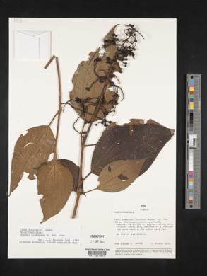 Leandra dichotoma image