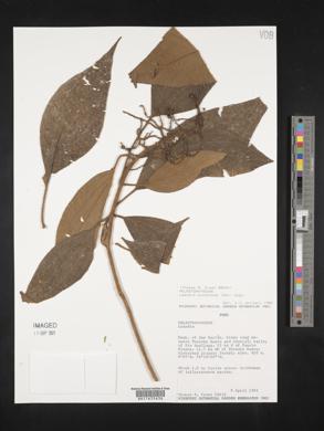 Leandra dichotoma image