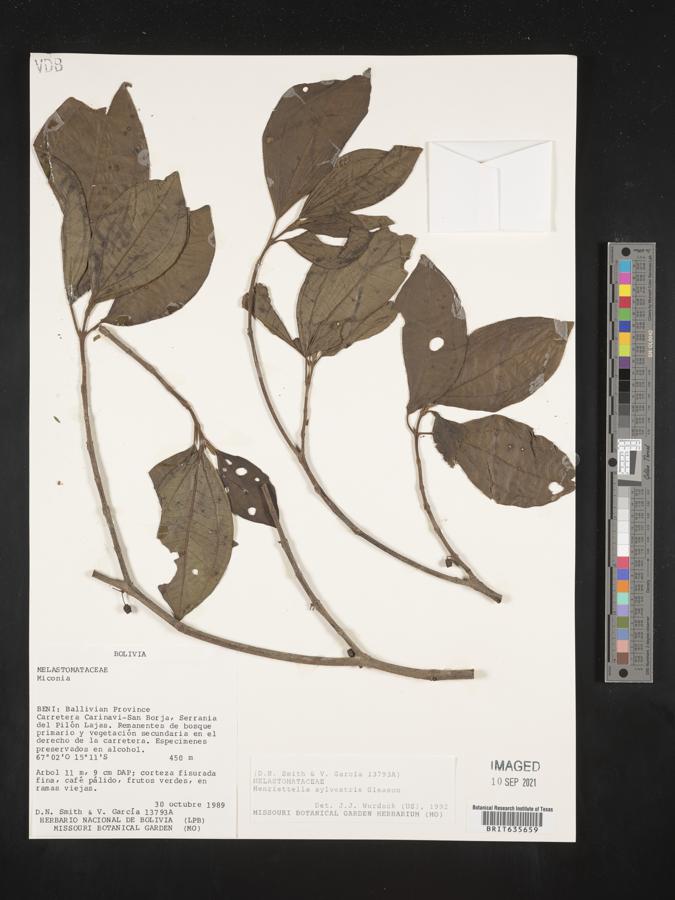 Henriettea sylvestris image