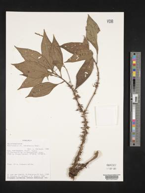 Henriettea tovarensis image