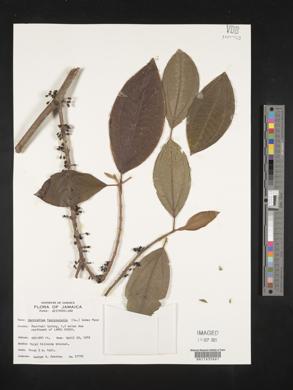 Henriettea fascicularis image