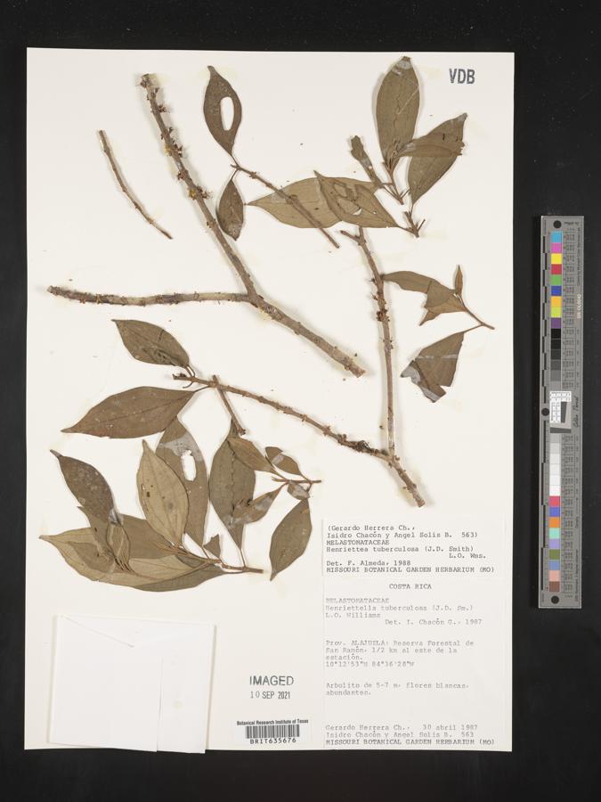 Henriettea tuberculosa image