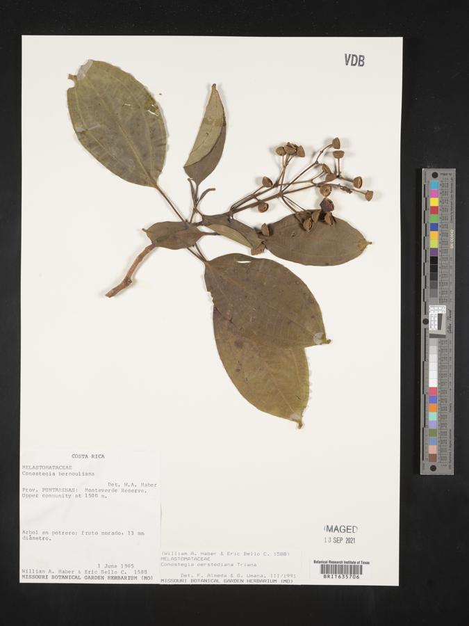 Conostegia oerstediana image