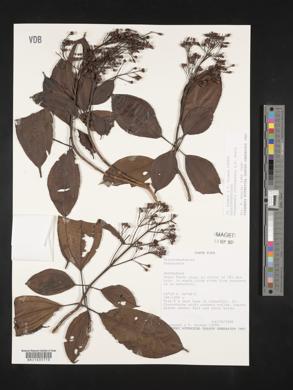 Miconia rhodopetala image