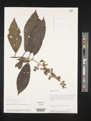 Miconia calvescens image