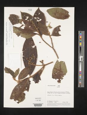 Miconia barbinervis image