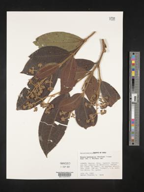 Miconia barbinervis image