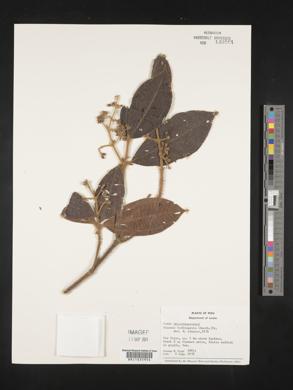 Miconia barbinervis image