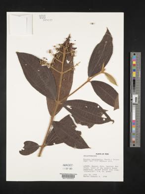 Miconia barbinervis image