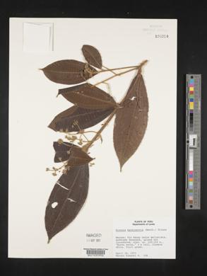 Miconia barbinervis image