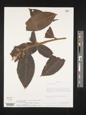 Miconia barbinervis image