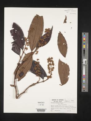 Miconia eichleri image