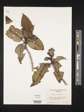 Miconia foveolata image