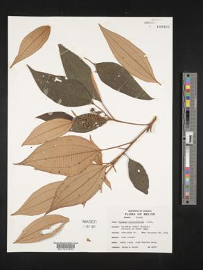 Miconia fulvostellata image