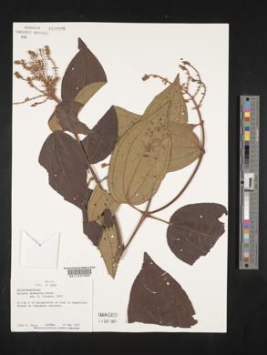 Miconia desmantha image