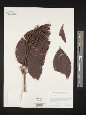 Miconia desmantha image