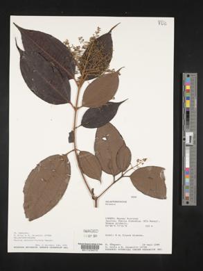 Miconia dolichorrhyncha image