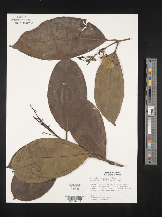 Miconia juruensis image