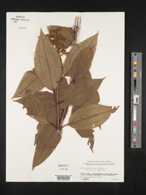 Miconia lacera image