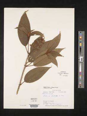 Miconia lacera image