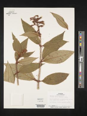 Miconia lacera image