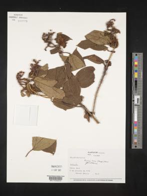 Miconia lacera image