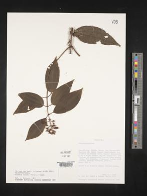 Miconia lacera image