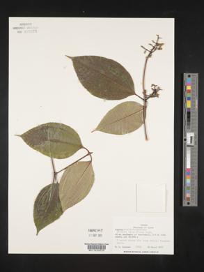 Miconia lateriflora image