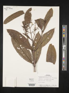 Miconia lonchophylla image