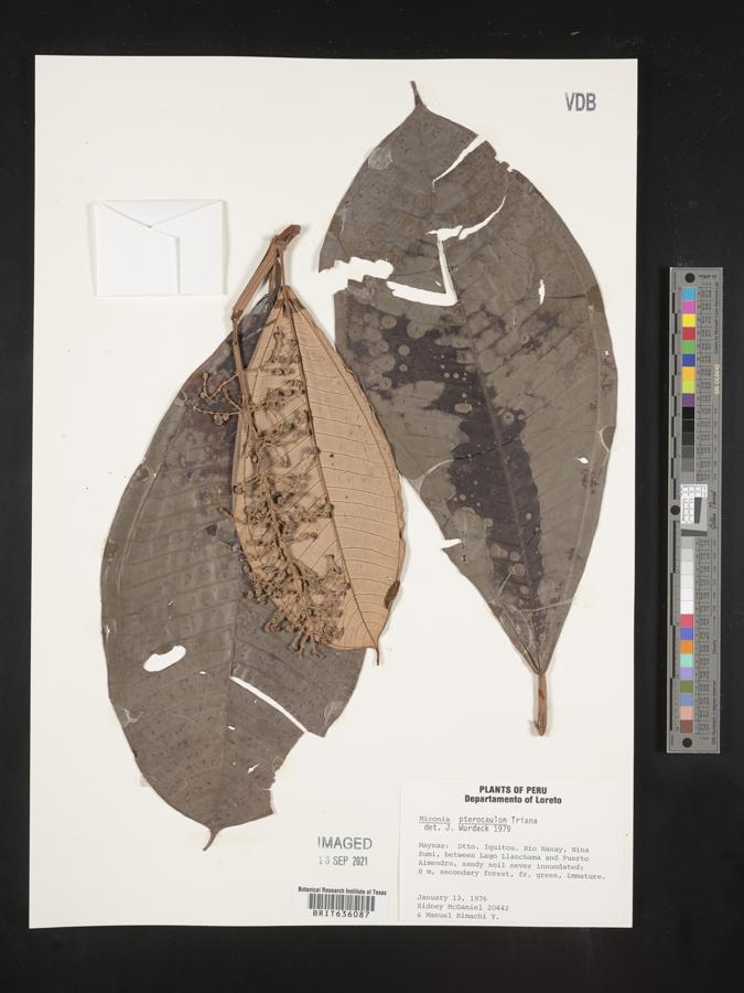 Miconia pterocaulon image