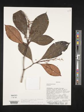 Miconia punctata image